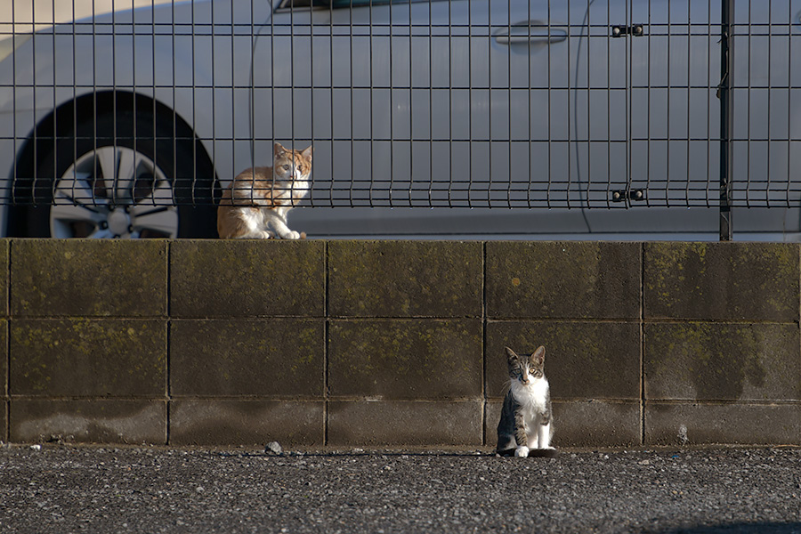 街のねこたち