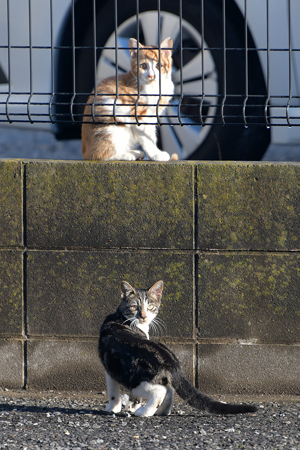 街のねこたち