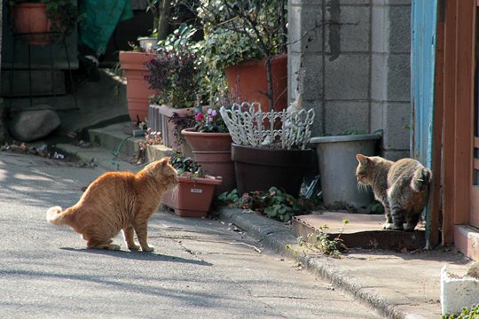 街のねこたち