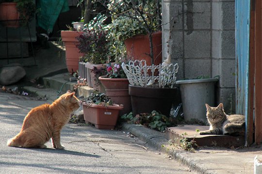 街のねこたち
