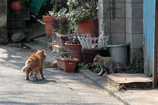 街のねこたち