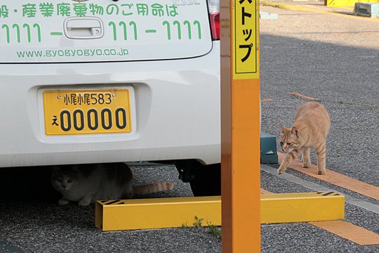 街のねこたち