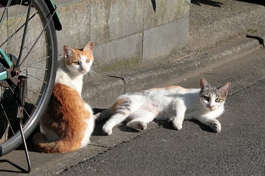 街のねこたち