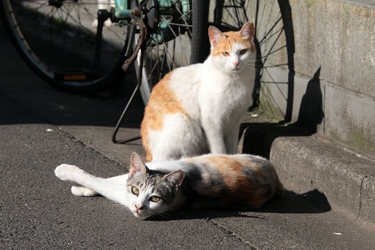 街のねこたち