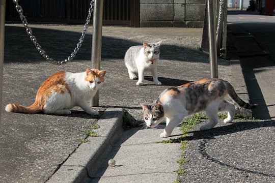 街のねこたち