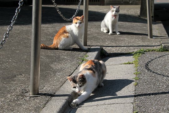 街のねこたち