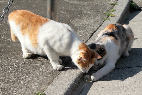 街のねこたち