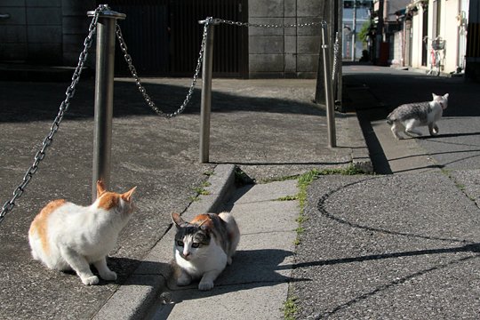 街のねこたち