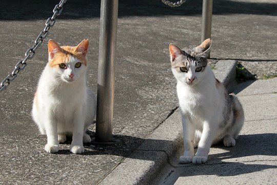 街のねこたち