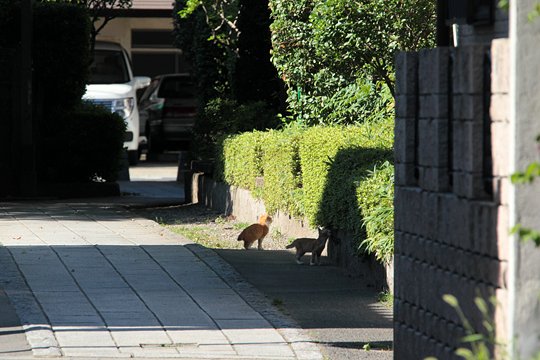 街のねこたち
