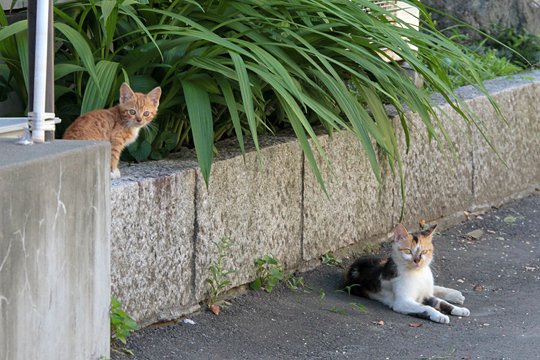 街のねこたち