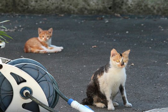 街のねこたち