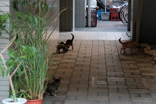街のねこたち