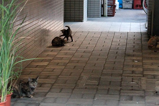 街のねこたち