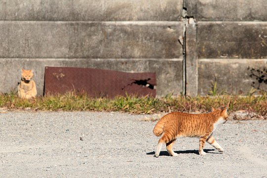 街のねこたち