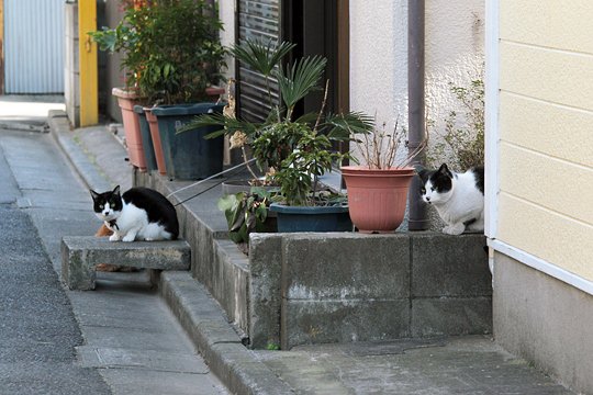 街のねこたち