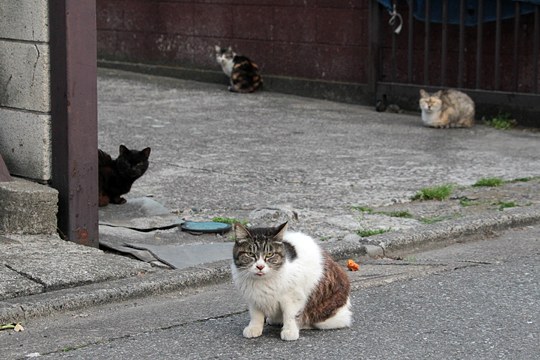 街のねこたち