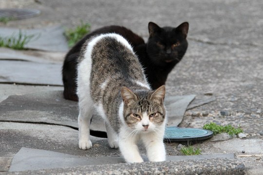 街のねこたち