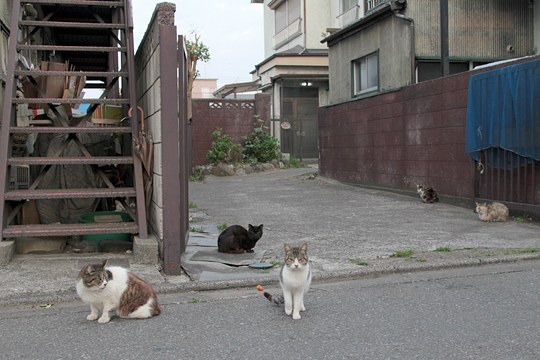 街のねこたち
