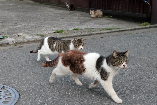 街のねこたち