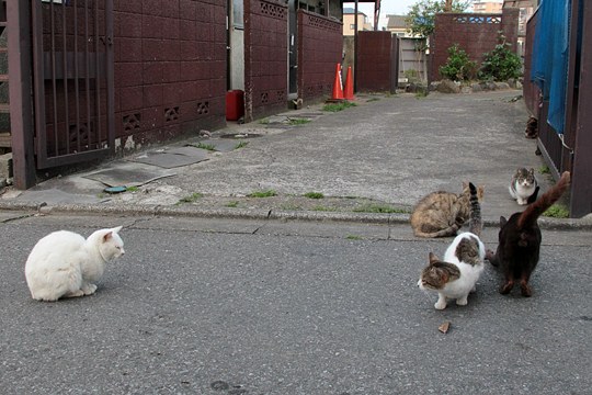 街のねこたち