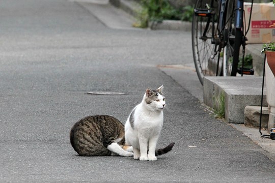 街のねこたち