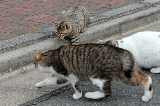 街のねこたち