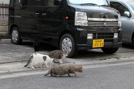 街のねこたち