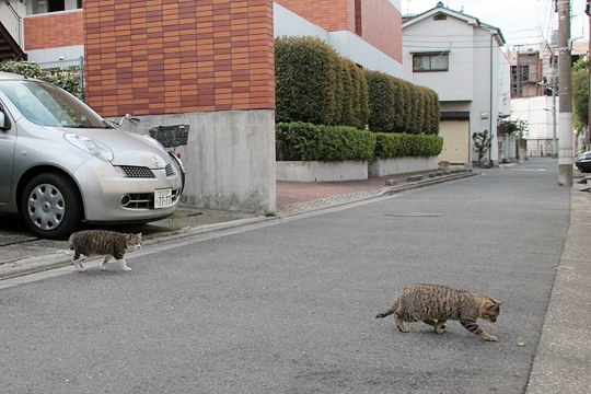 街のねこたち