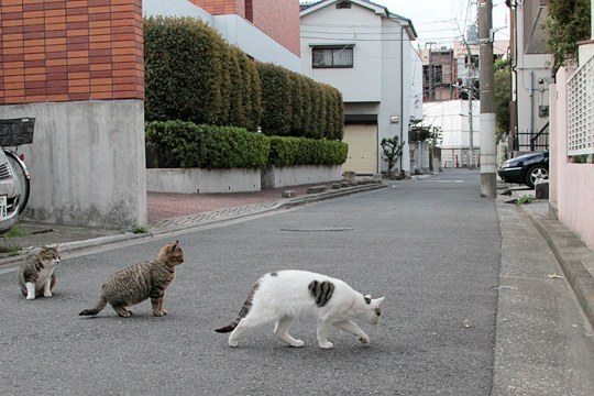 街のねこたち