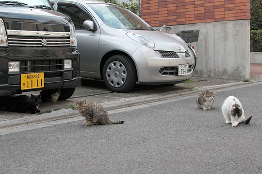 街のねこたち