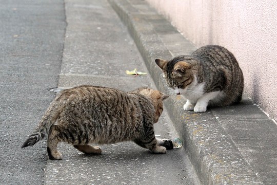 街のねこたち