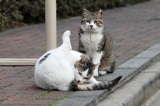 街のねこたち