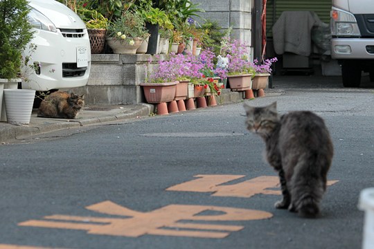 街のねこたち