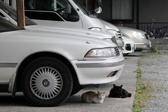 街のねこたち