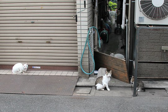 街のねこたち