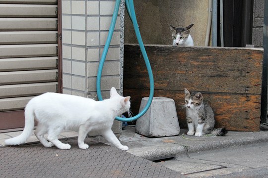 街のねこたち