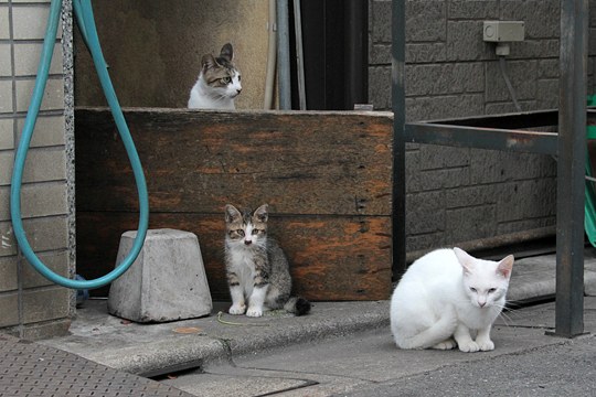 街のねこたち