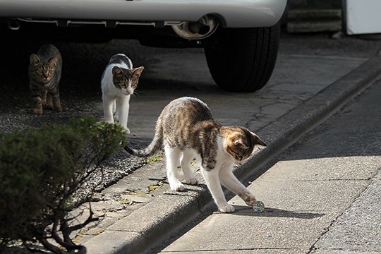 街のねこたち