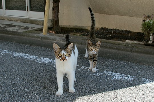 街のねこたち