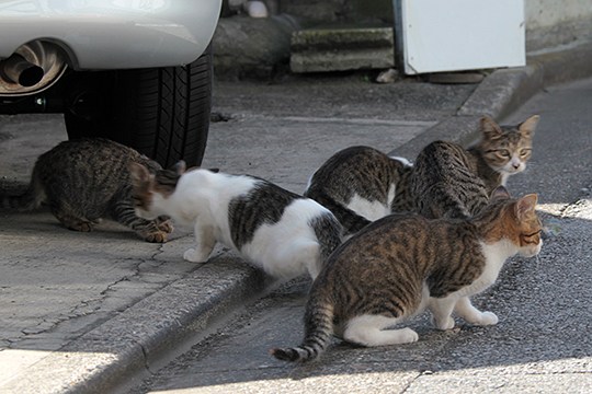 街のねこたち