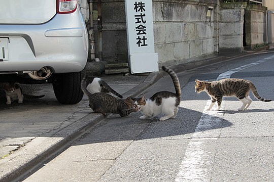 街のねこたち