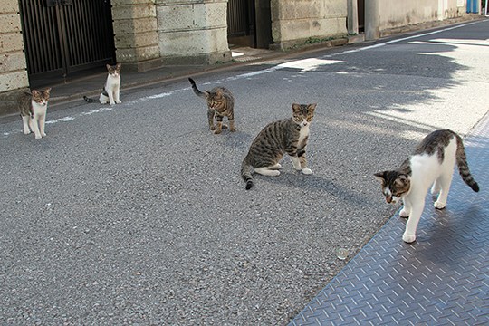 街のねこたち