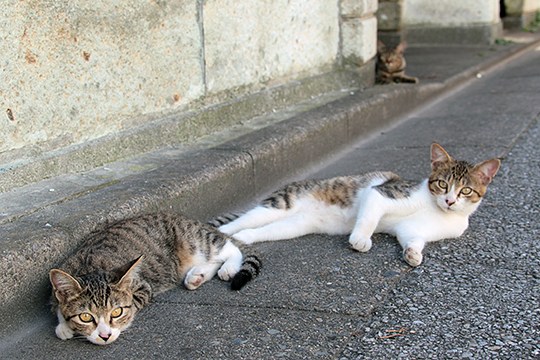 街のねこたち