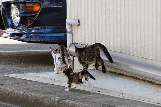 街のねこたち