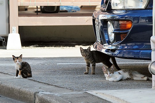街のねこたち