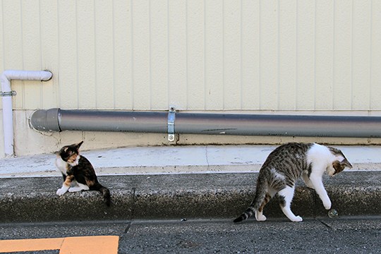 街のねこたち