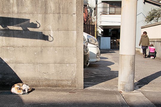 街のねこたち