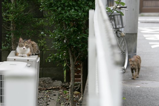 街のねこたち
