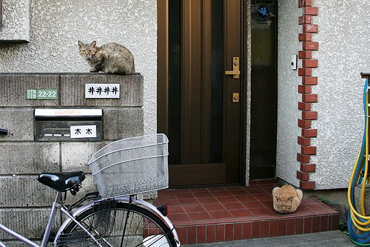 街のねこたち
